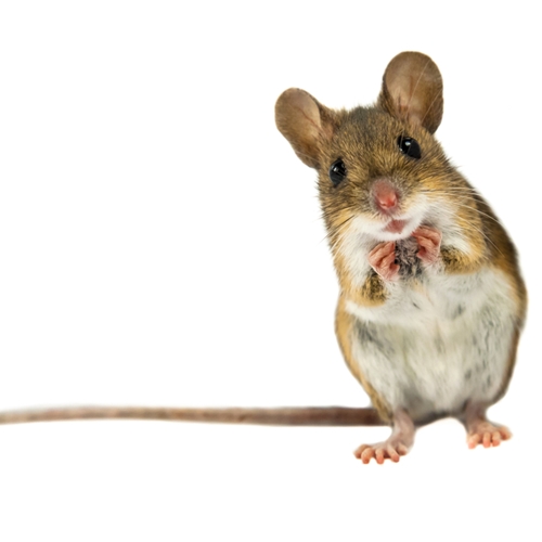 Don't let rodents take over your home this winter.